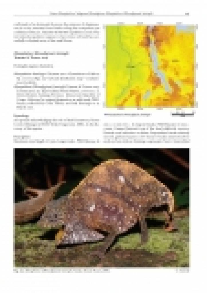 Chameleons of Africa